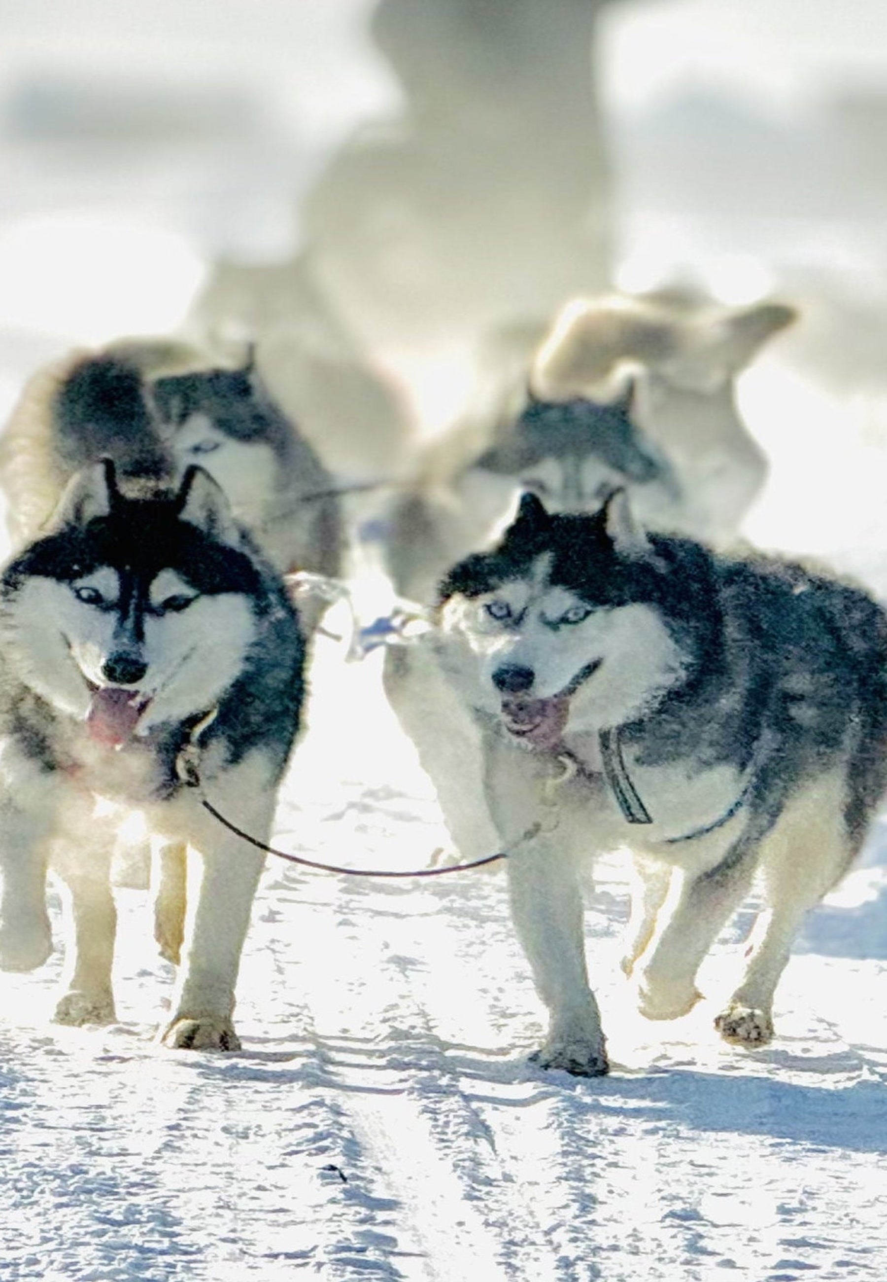 Husky Tour